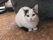 Отдаю котиков Shymkent