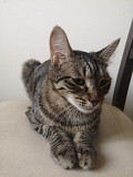 Отдам Кошку в добрые руки из г.Баку
