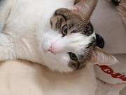 Отдаю кота даром Ташкент