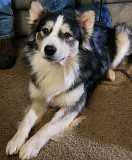 Free to good home Оклахома Сити