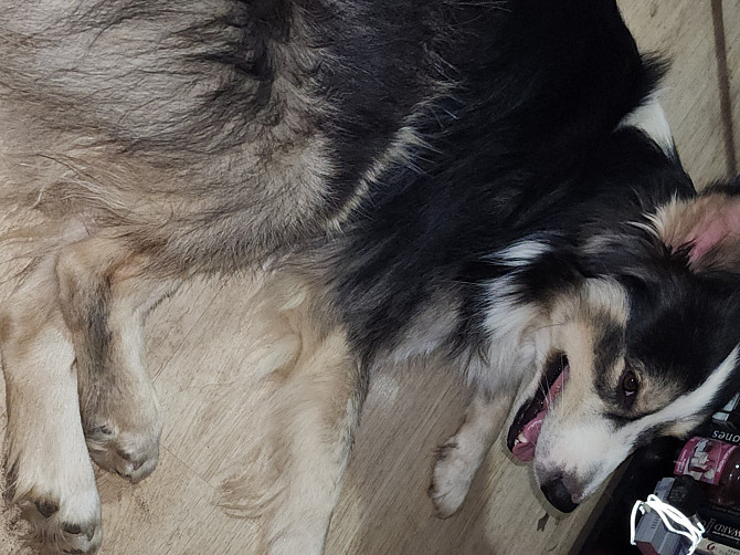 Free to good home Оклахома Сити - зображення 1