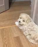 Maltipoo toy boy из г.Берлин