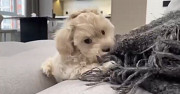 Maltipoo toy boy из г.Берлин
