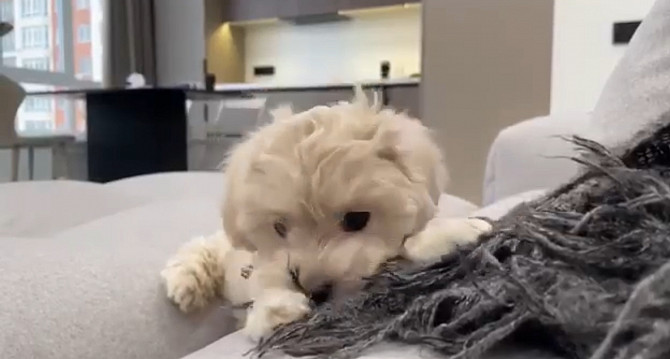 Maltipoo toy boy Берлин - изображение 1