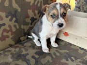 Цуценята в добрі руки Київ