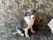 Цуценята в добрі руки Київ