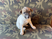 Цуценята в добрі руки Київ