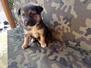 Цуценята в добрі руки Київ