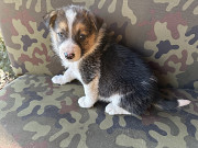 Цуценята в добрі руки Київ