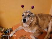 Ищу временную семью для собаки из Украины Розенхайм