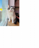 Чарівний котик Кабачок Київ