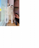 Чарівний котик Кабачок Київ