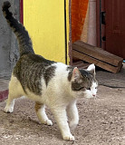 Красень Том з м. Київ