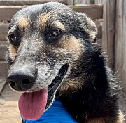 Активна красуня Піксі з м. Київ