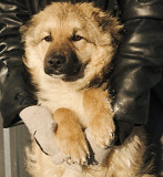 Справжній охоронець Остін з м. Київ