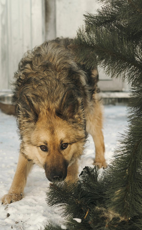 Справжній охоронець Остін Kiev - photo 1