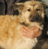 Твоя найкраща подруга Баффі з м. Київ