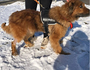 Чудовий песик Нік Київ