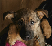 Чарівна квіточка Лорель з м. Київ