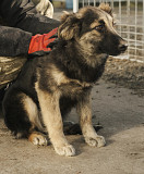 Найкраща дівчинка Лая з м. Київ