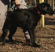 Чорний діамант Елвіс з м. Київ