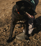 Чорний діамант Елвіс з м. Київ