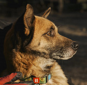 Золотий красень Лис з м. Київ