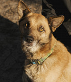 Золотий красень Лис з м. Київ