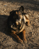 Мудра красуня Бора з м. Київ