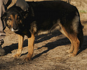 Мудра красуня Бора з м. Київ