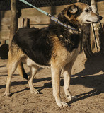 Мудрий красень Дідо з м. Київ