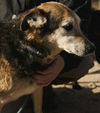 Мудрий красень Дідо з м. Київ