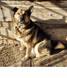 Чарівна красуня Пайда Київ