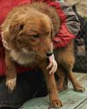 Незвичайний руденький Воллі з м. Київ