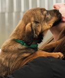 Маленька шоколадка Джінкс Київ