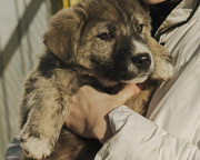 Красунчик Сайон з м. Київ