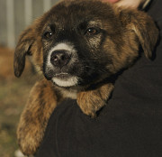 Маленька красуня Айнона з м. Київ