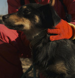 Кмітлива красуня Маківка з м. Київ