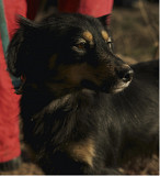 Кмітлива красуня Маківка з м. Київ