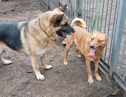 Вівчарик-красень Фріц з м. Київ