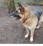 Вівчарик-красень Фріц з м. Київ