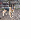 Вівчарик-красень Фріц з м. Київ