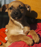 Відважний Удо з м. Київ