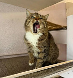 Тигрова Кося з м. Київ