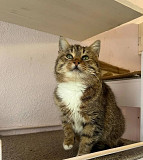 Тигрова Кося з м. Київ