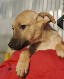 Маленький ельф Чіп з м. Київ