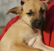 Маленький ельф Міка з м. Київ