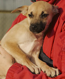 Маленький ельф Міка з м. Київ