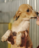 Мармуровий ельф Міка з м. Київ