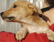 Мармуровий ельф Міка з м. Київ